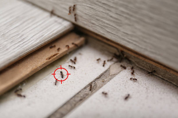 Best Pest Prevention Services  in Hawaiian Gardens, CA