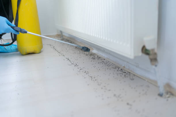 Best Affordable Pest Control Services  in Hawaiian Gardens, CA